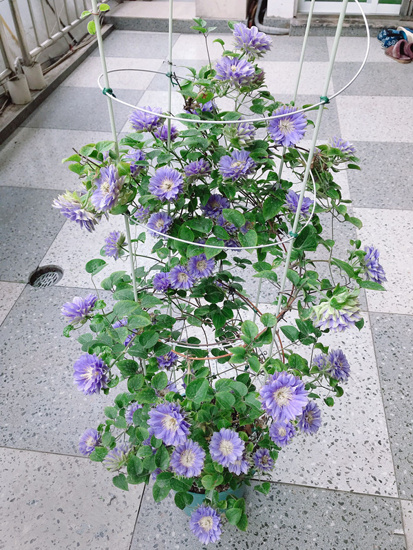 7种小型藤本植物,能在阳台上养,花量巨大,花期长,阳台变花园