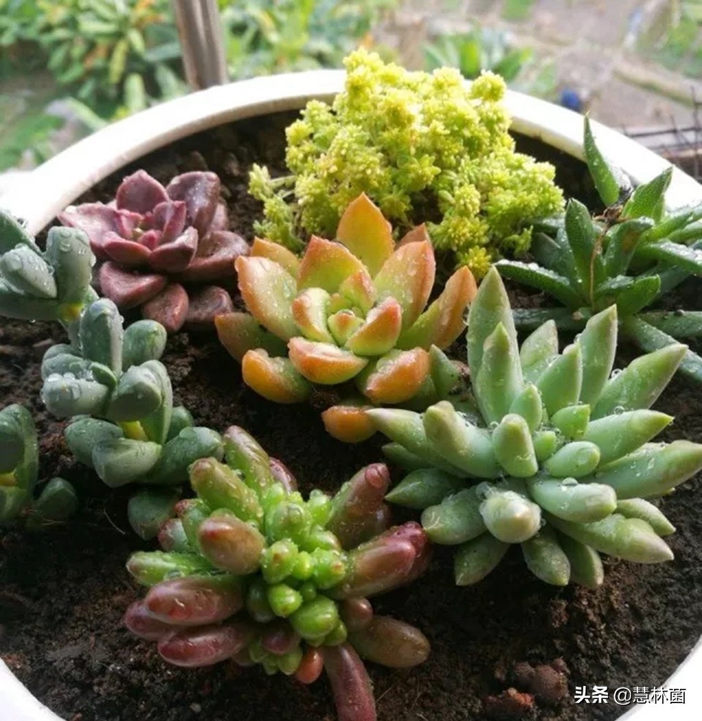 不同的多肉配不同的土，多肉配土秘籍大全