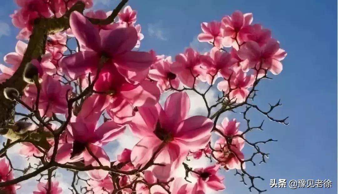 南阳赏花最佳地点,南阳春天赏花的地方有哪些推荐