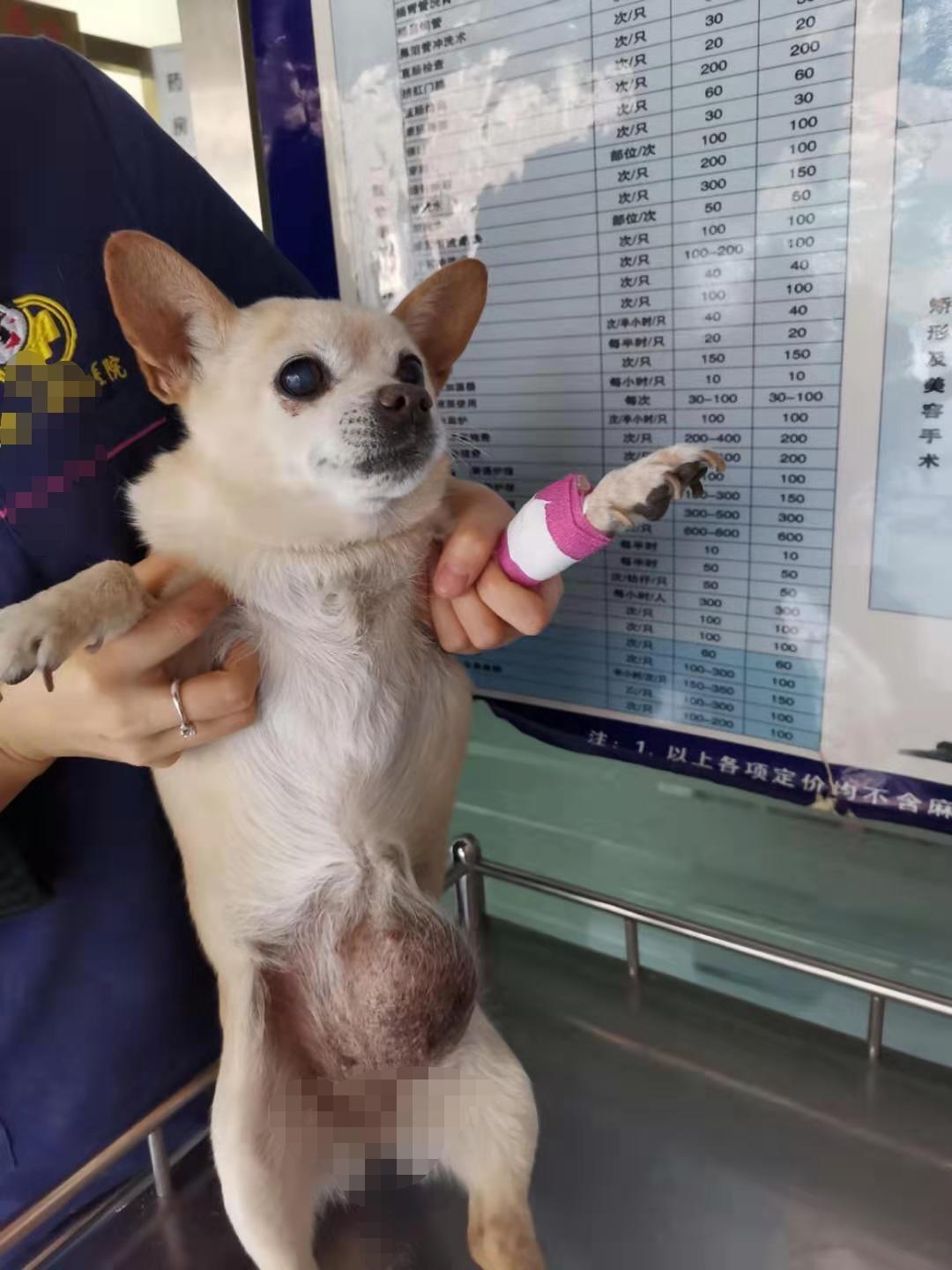 狗狗腹股沟肿瘤怎么回事,狗狗肚子上突然出现脐疝