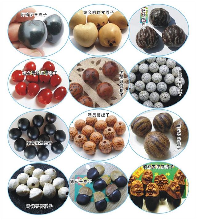 小金刚菩提桩型分类,菩提的意义和寓意