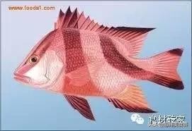 基本绝灭的香港鱼王，不管价格多高，总也拦不住那群嗜鱼如命的人