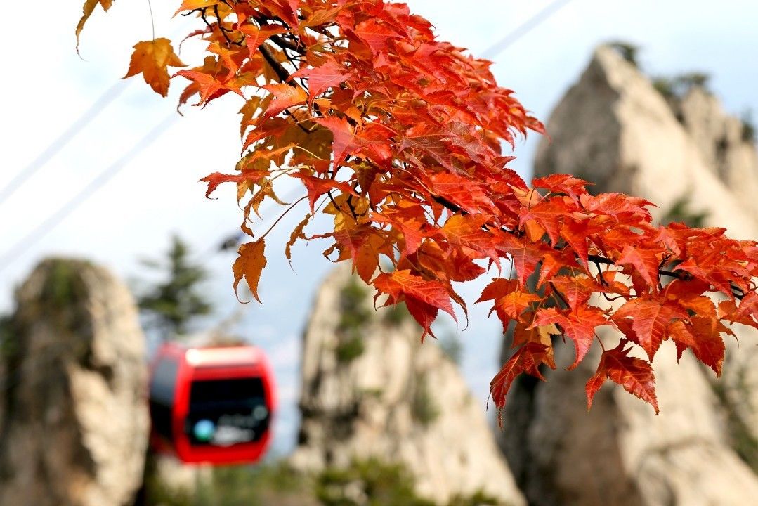 老君山上的树木品种有哪些,老君山观赏红叶的最佳地