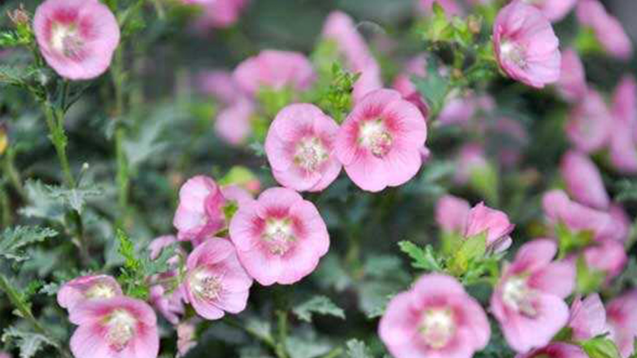 小木槿木质化严重有枯枝,小木槿黄叶是什么原因