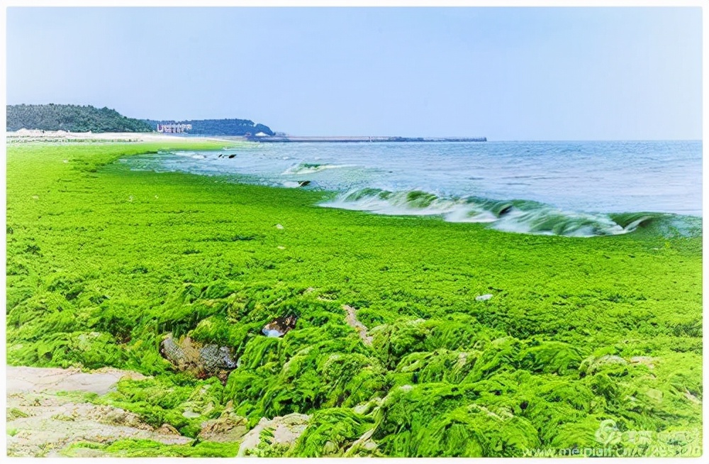受赤潮影响的鱼可以吃吗,日本海水核污染鱼还能吃吗