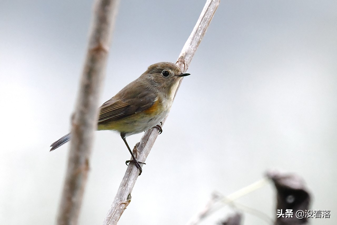 「10.13」北京沙河观鸟日记：收获长尾山椒鸟与中华攀雀