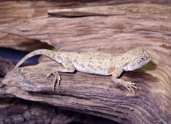 吃田螺吃到一股腥味有事吗,吃田螺吃到了些沙有事吗