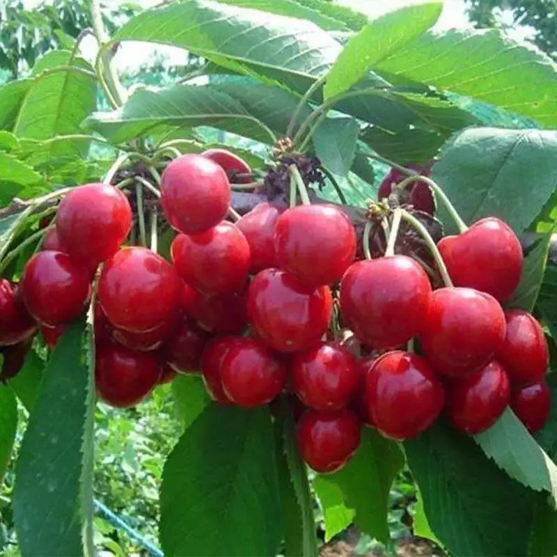 要想果树多结果施什么肥呢,种的樱桃树要死有什么办法补救