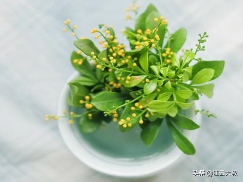 吸甲醛大型绿植仙人球,仙人球和多肉吸甲醛吗