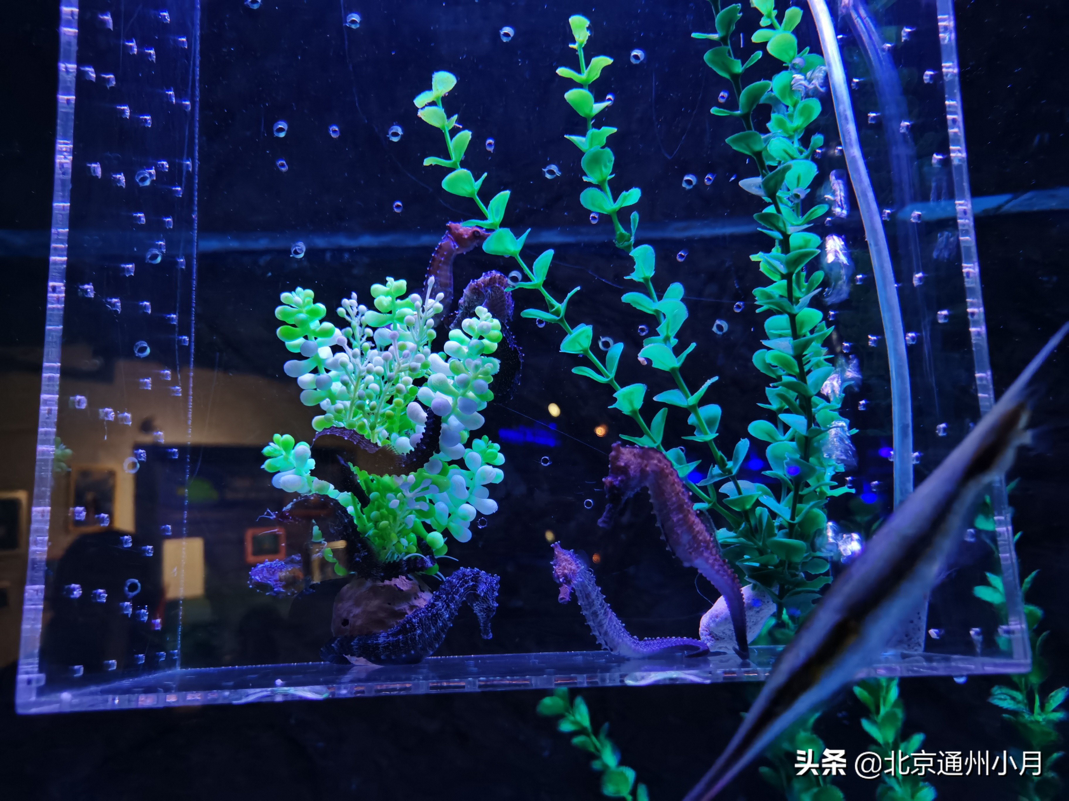 北京海底世界游览时间表,北京海底世界值得玩