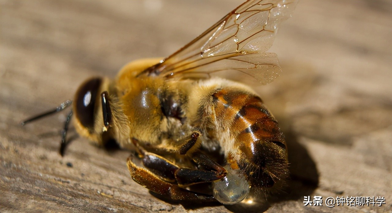 一妻多夫制的蜜蜂,为何边飞边交配,雄*交性**配完为何就会死亡?