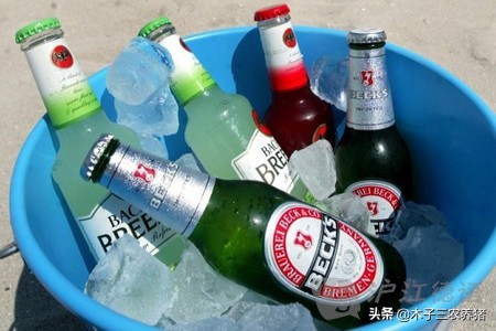 母猪产后容易热应激，教你2个妙招！轻松解决母猪夏季热应激！