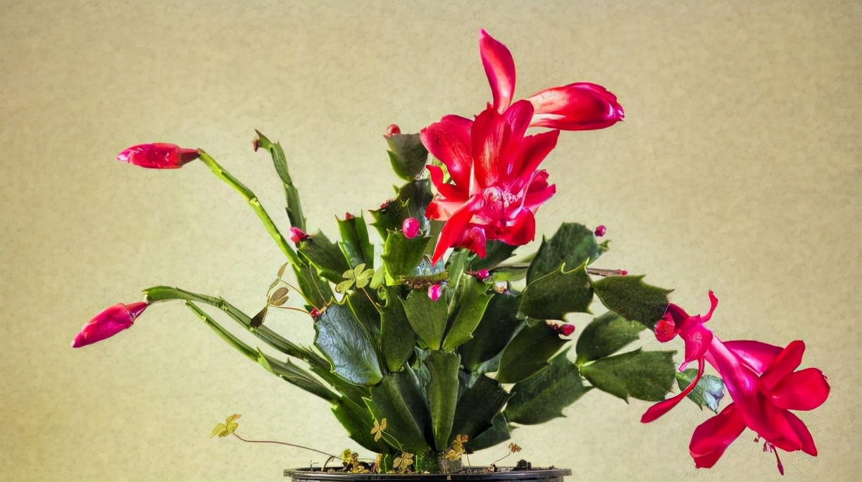 观花最好养的植物,5-10月适合养什么花