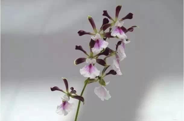 极品中的精品兰花,带你回忆天价兰花蕙兰篇