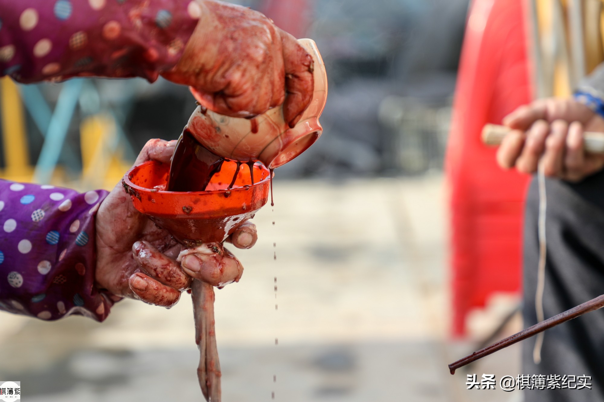 东北杀年猪的视频,东北农村杀大年猪完整版