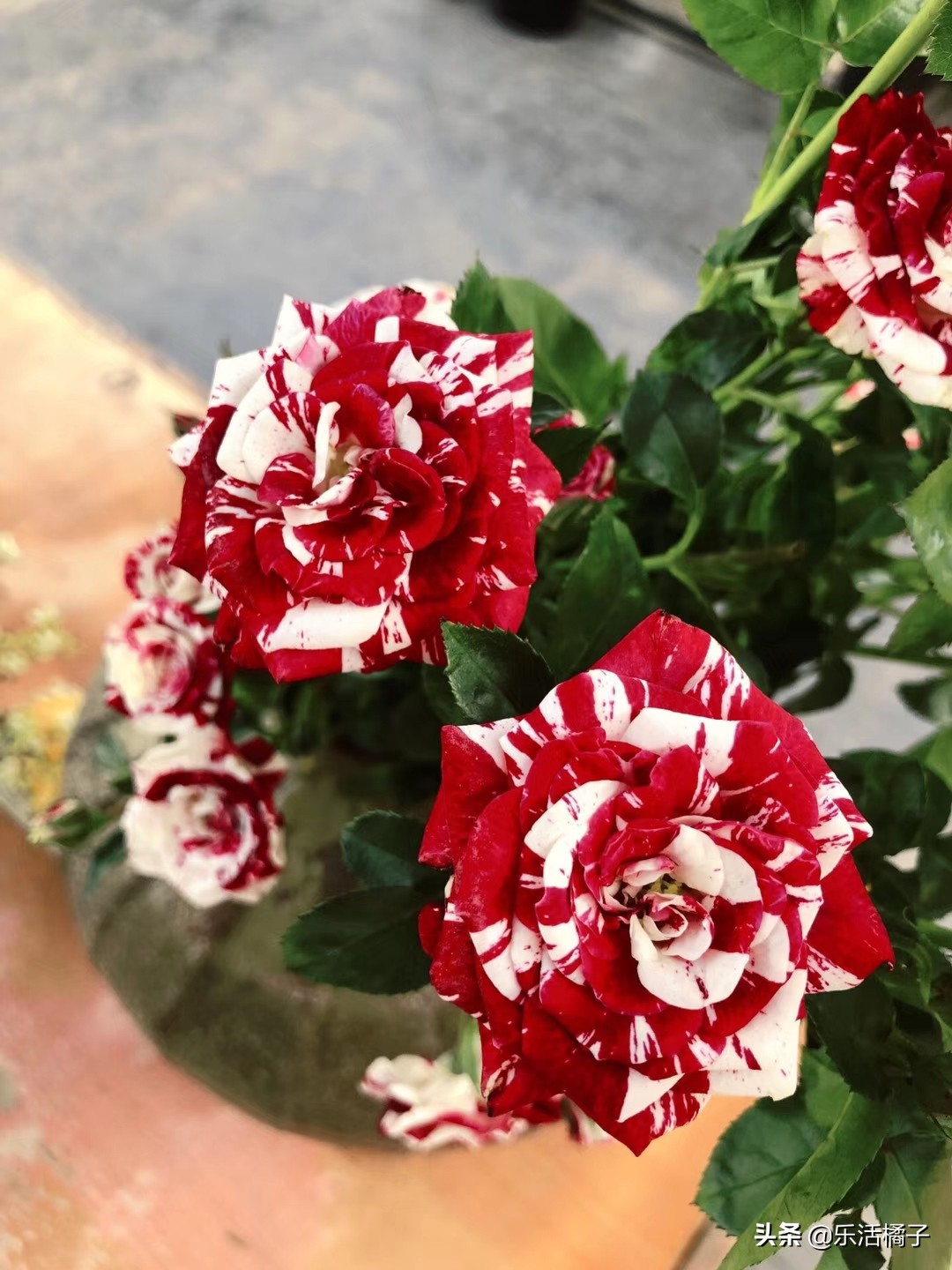 一年四季最能开花又浓香的月季,春季玫瑰花月季的养护方法