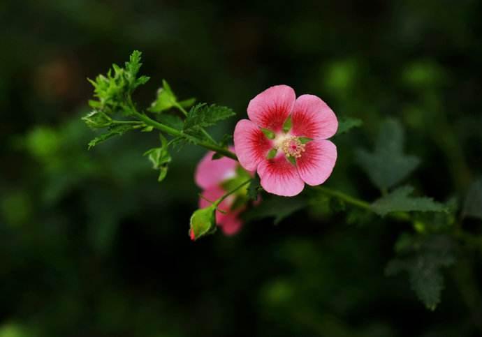 小木槿木质化严重有枯枝,小木槿黄叶是什么原因