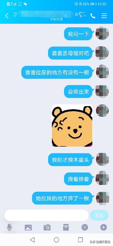 养了一年的母猫居然是公的,养了一年的猫才发现居然是母的