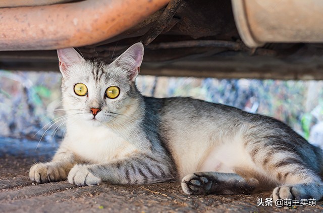 小猫咕咕咕一直叫是什么原因,离开猫妈妈的小猫崽一直叫怎么办