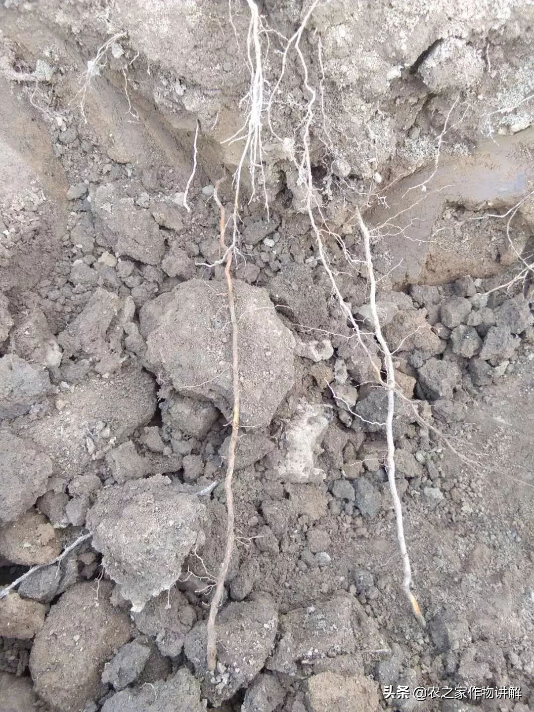 防治根腐病绝密配方,果树根腐