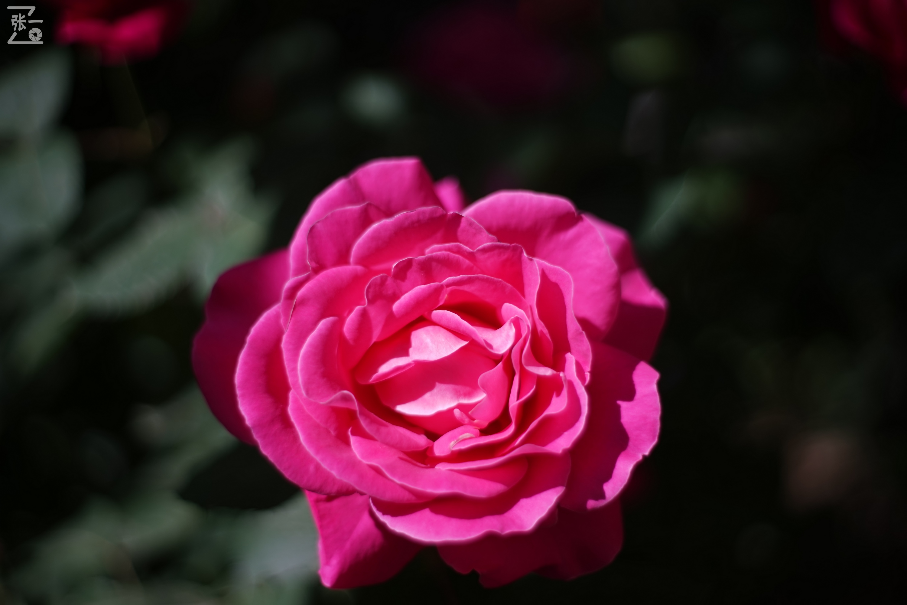 凤凰国产50mm镜头,凤凰索尼e口镜头