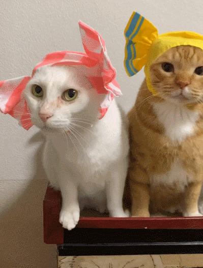 猫和老虎能杂交生育吗,猫和老虎可以生育吗