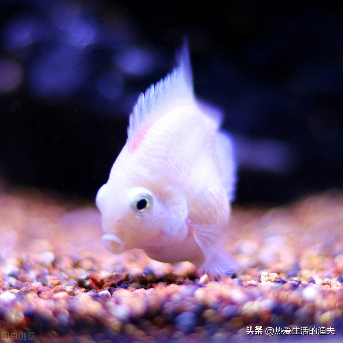 迷你鹦鹉鱼养殖方法怎么养,迷你鹦鹉鱼产卵后如何养