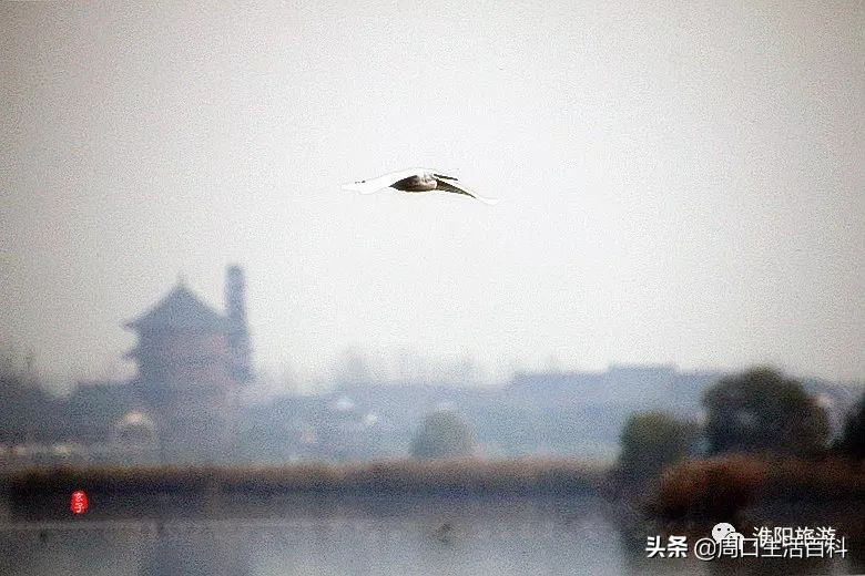 淮阳城区西关规划图,淮阳西关拆迁规划图