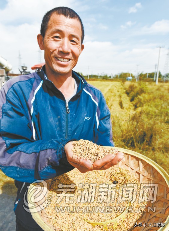 1500亩“芜湖大米”核心种植区进入秋收 绿色种植“放心米”线上线下都可买
