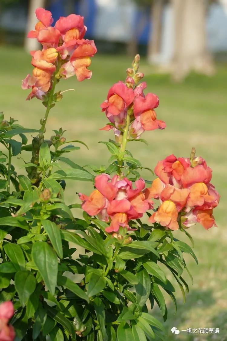 金鱼草的简介,金鱼草的地径