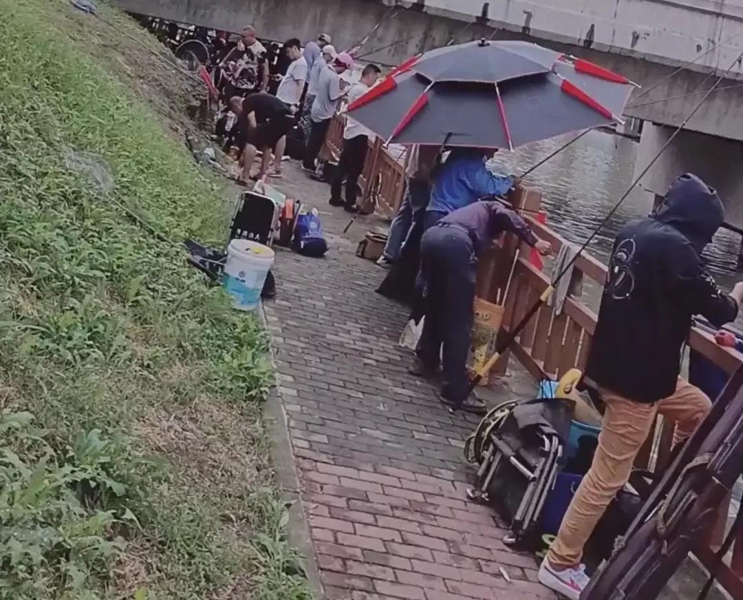 上海钓鲫鱼,一天钓几十斤鲤鱼咋办