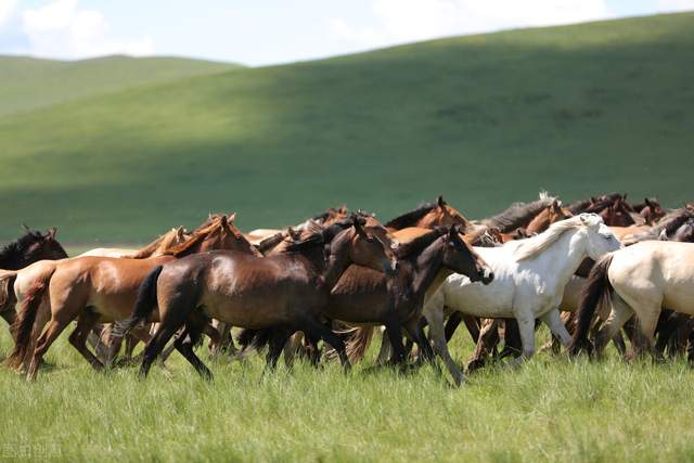 夏日来内蒙古寻觅一处清凉 (去内蒙古感受大草原的浪漫)