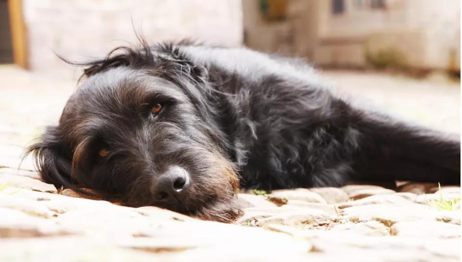 狗狗频繁呕吐吃不进药,狗狗突然吃不下饭还吐怎么办