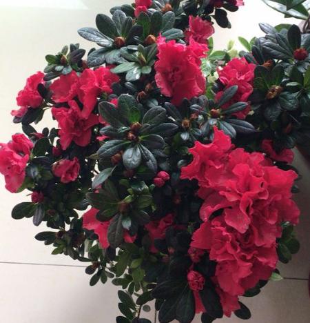 刚从花市回来的杜鹃怎么处理,刚种的杜鹃叶子枯萎