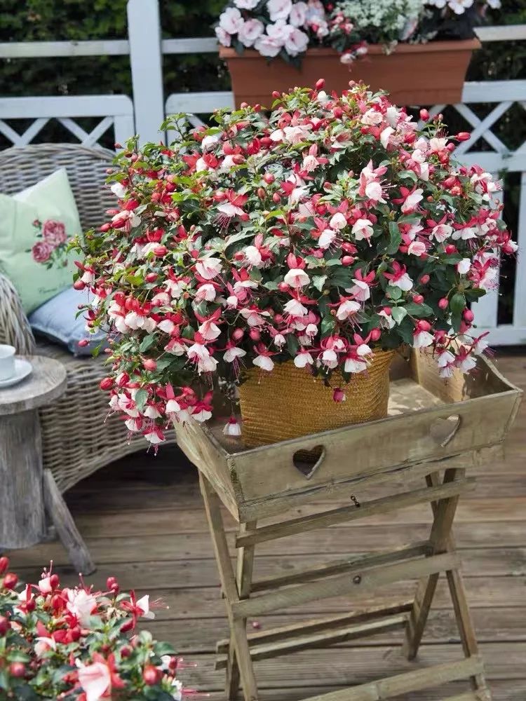 懒人室内养花就养4款开花机器,懒人专属开花机器花儿天天开爆盆