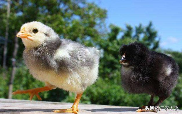 雏鸡不下蛋用什么药,雏鸡不下蛋什么原因