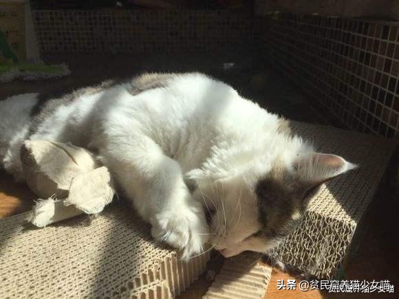 猫咪为什么超爱吃甜食呢,猫咪为什么爱吃肉