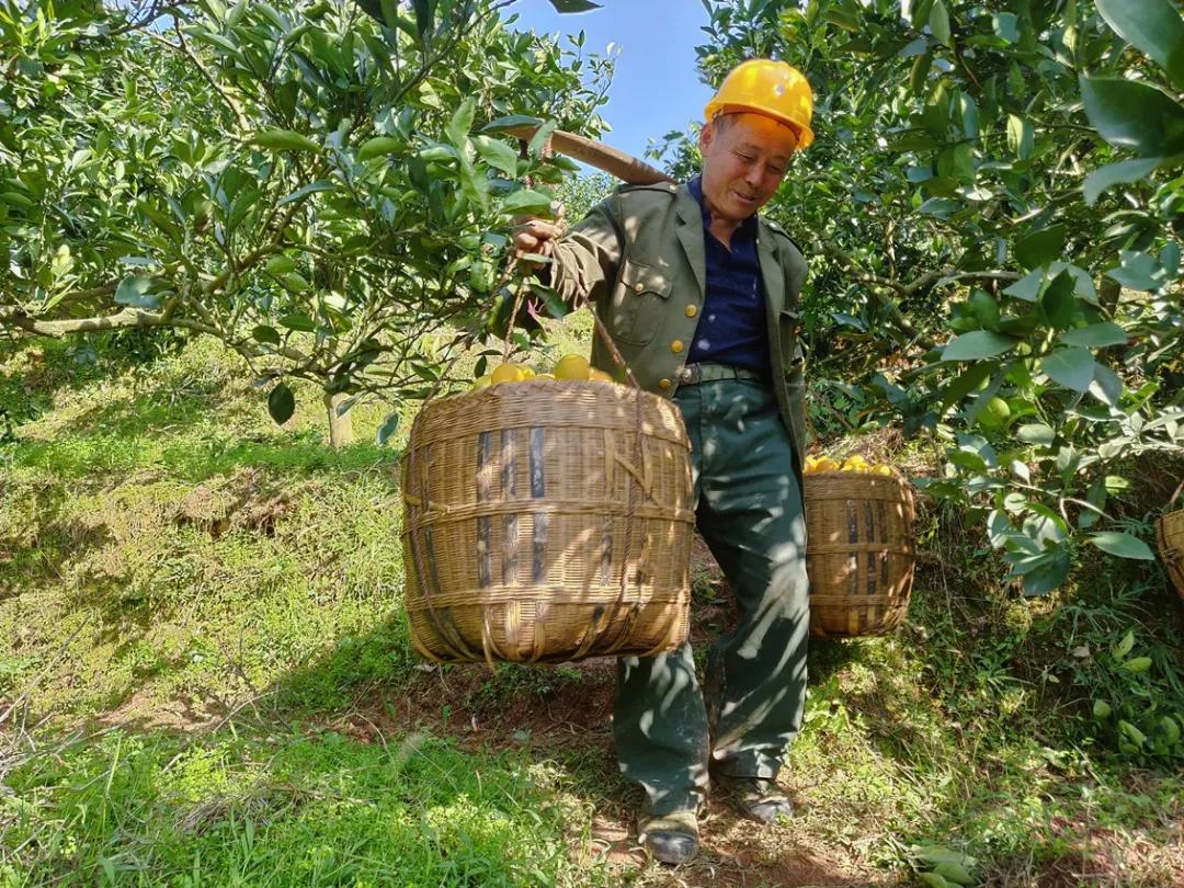 一年一爆为么什‬辰颐要把这冰颗‬糖橙出带‬大山？