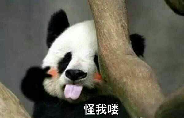 大熊猫在外国有多红,大熊猫外国人印象
