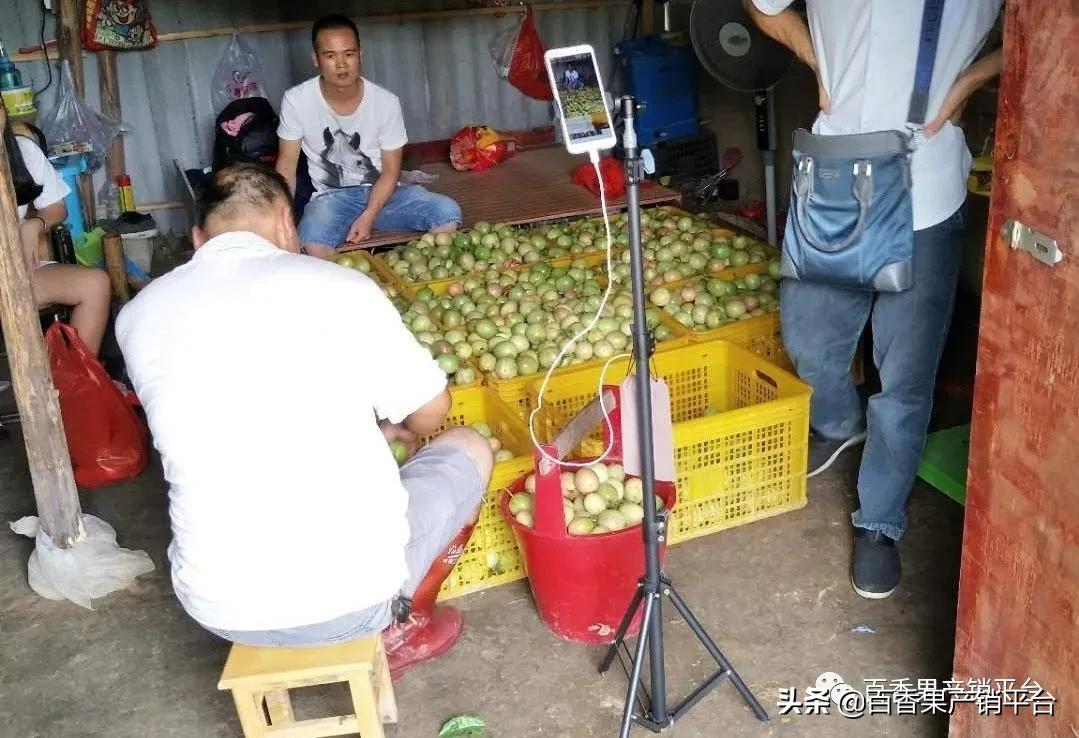 百香果卖苗套路,百香果销售渠道有哪些