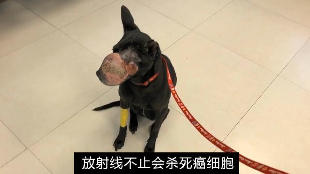 老狗得了恶性肿瘤怎么样维持生命,狗狗得了纤维瘤