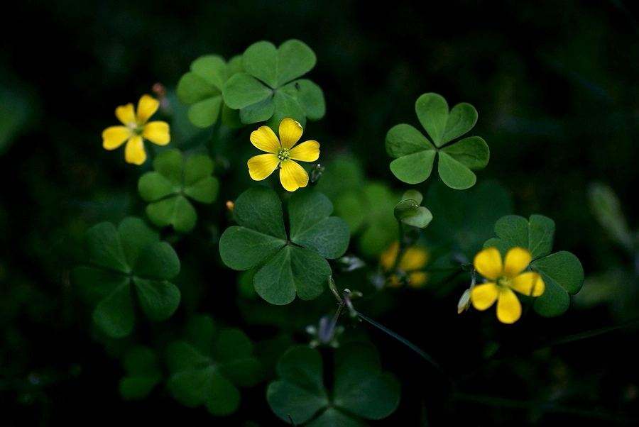 野外的红花酢浆草,冬季必备酢浆草