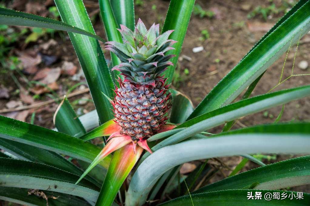 想要果树长好施肥技巧要记好,要想果树产量高夏季修剪是关键