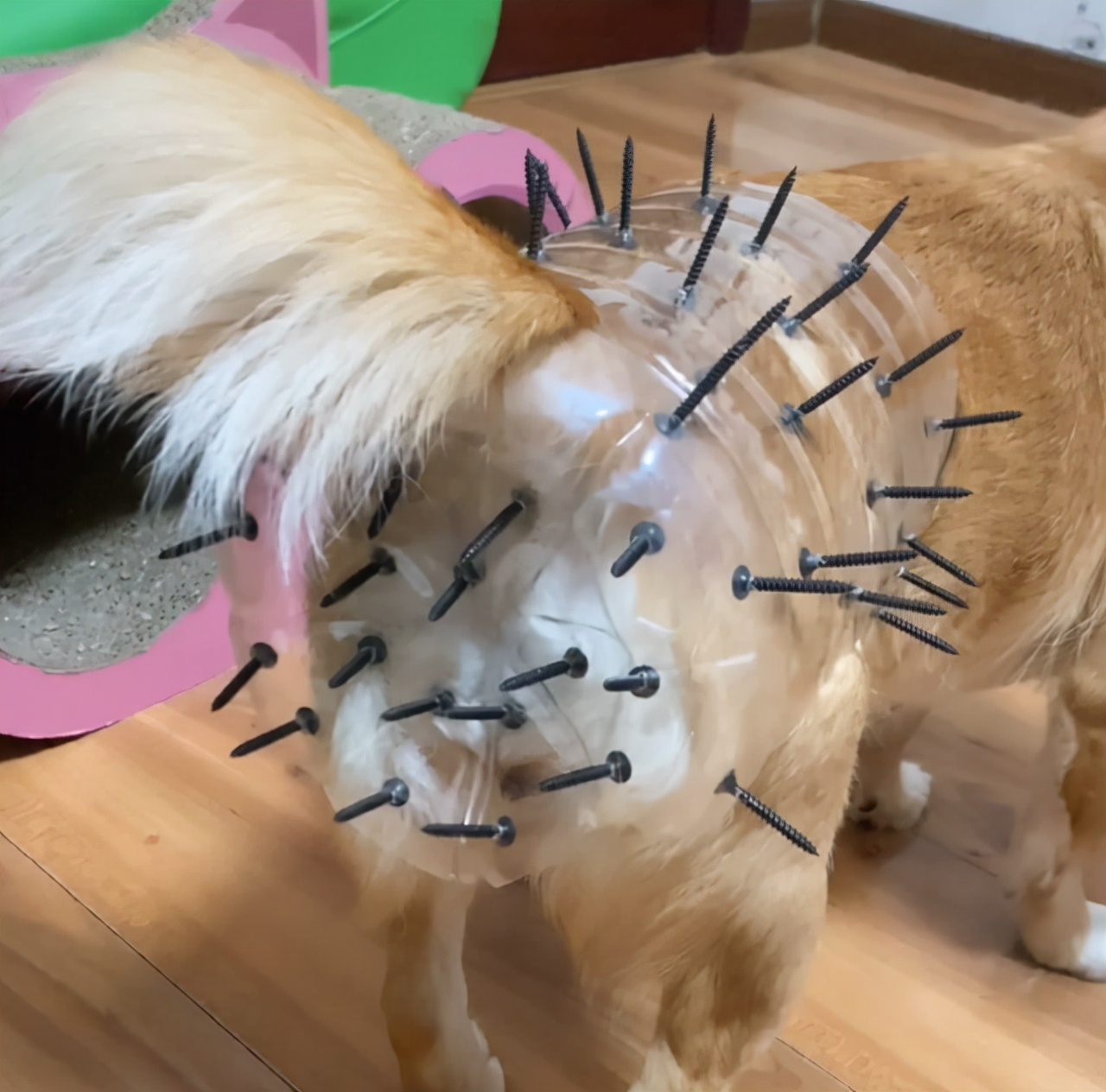 大型狗狗防止怀孕装备,防止狗狗怀孕的方法