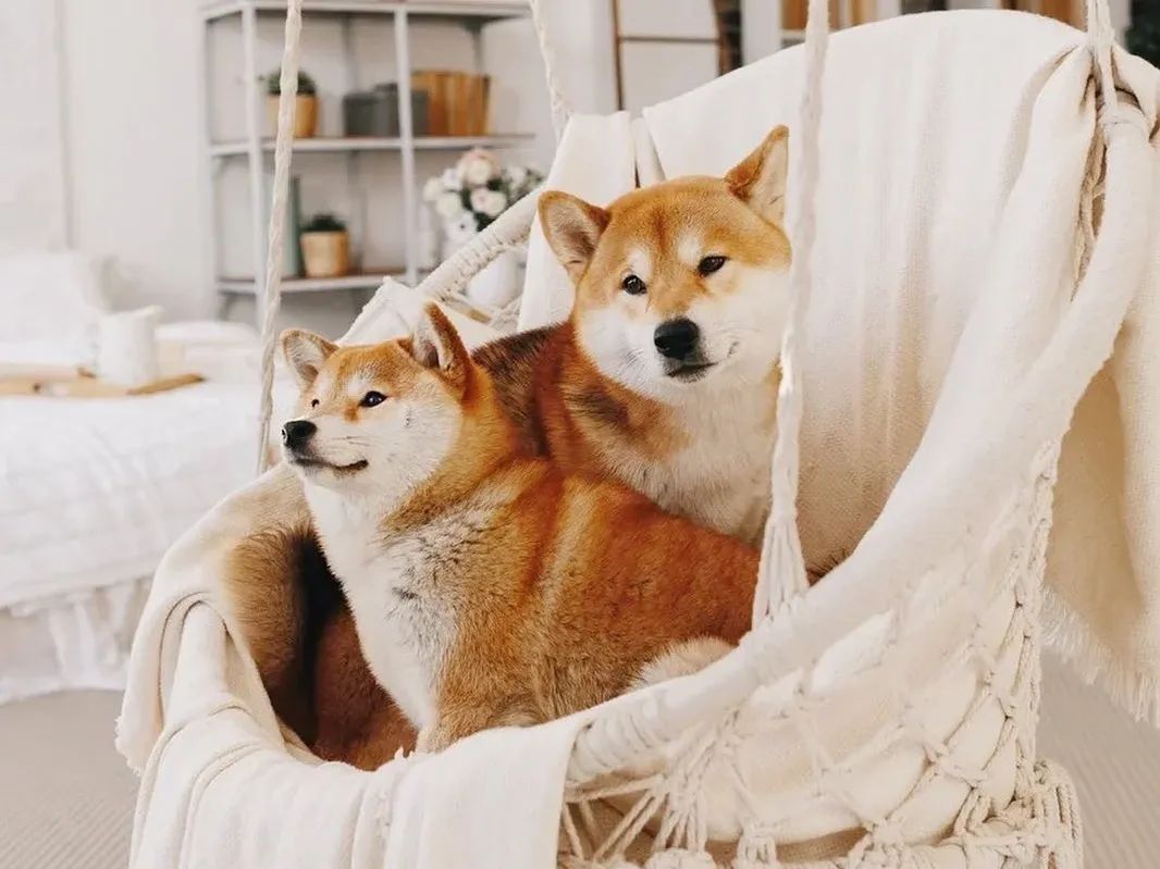 狗狗吃饭太急怎么办,狗狗吃得太急咬手怎么教