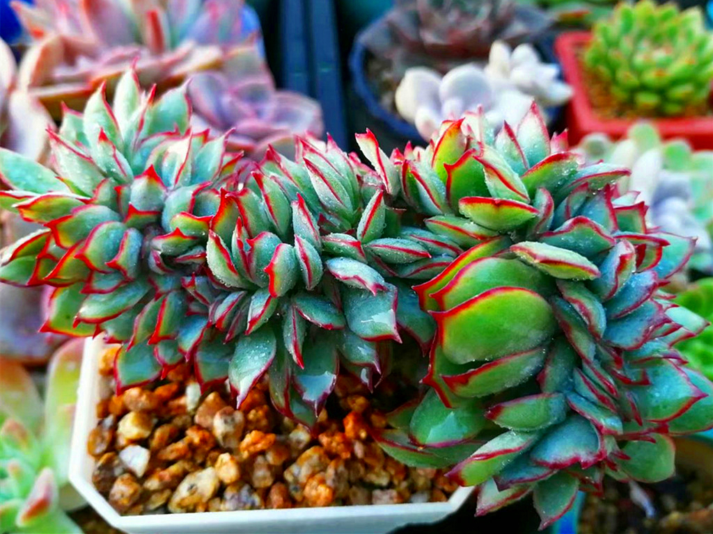 刚买多肉化水怎么挽救,多肉植物网购回来处理方法视频