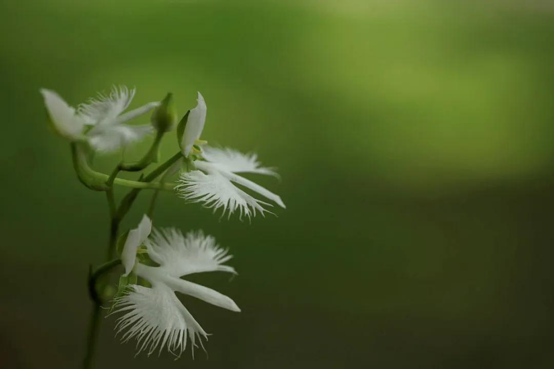 日本白鹭花,白鹭奇花