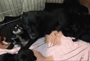 拉布拉多小奶狗新鲜出炉,拉布拉多可爱小奶狗日常