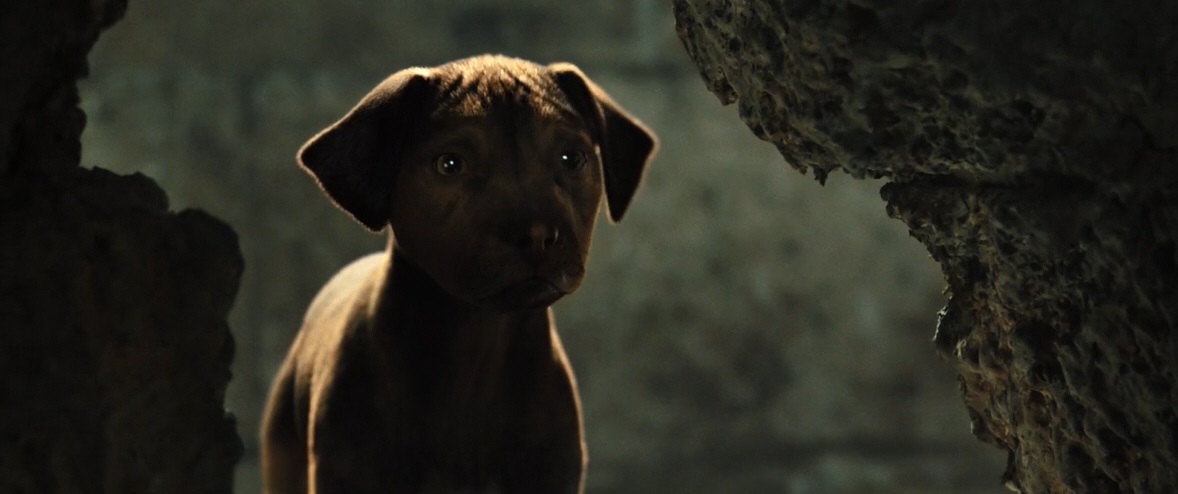 电影故事:一条小狗穿越四百英里回家的故事