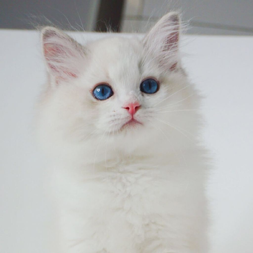 加菲猫和什么猫最好养,加菲猫橘猫哪个猫更好